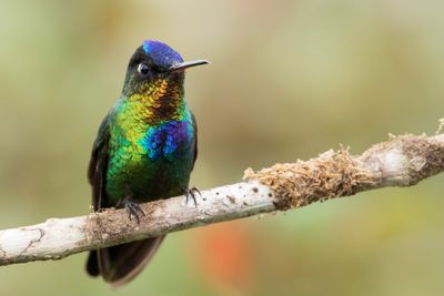 Fiery-throated Hummingbird - Irazukolibrie - Colibri insigne