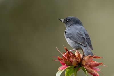 Slaty Flowerpiercer - Leigrijze Berghoningkruiper - Percefleur ardoisé (m)