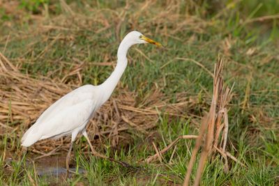 Yellow-billed Egret - Geelbekzilverreiger - Héron à bec jaune