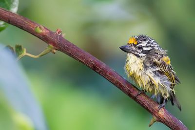 Yellow-fronted Tinkerbird - Geelvoorhoofdketellapper - Barbion  front jaune