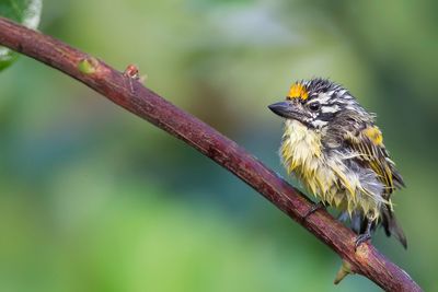 Yellow-fronted Tinkerbird - Geelvoorhoofdketellapper - Barbion à front jaune