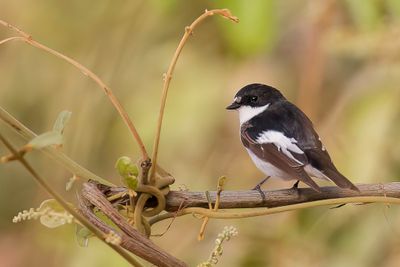 European Pied Flycatcher - Bonte Vliegenvanger - Gobemouche noir (m)