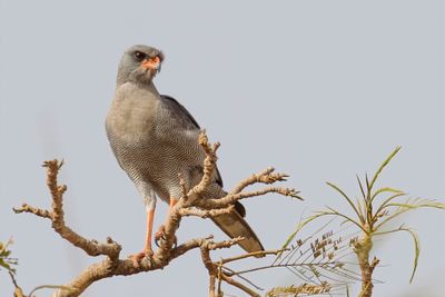 Dark Chanting Goshawk - Donkere Zanghavik - Autour sombre