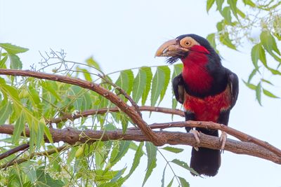 Bearded Barbet - Zwartbandbaardvogel - Barbican à poitrine rouge