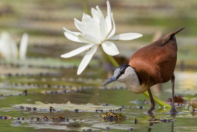 African Jacana - Lelieloper - Jacana à poitrine dorée