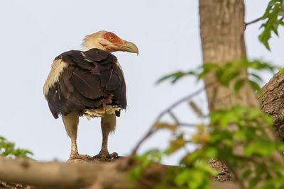 Palm-nut Vulture - Palmgier - Palmiste africain