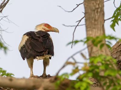 Palm-nut Vulture - Palmgier - Palmiste africain