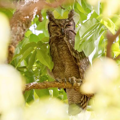 Greyish Eagle-Owl - Grijze Oehoe - Grand-duc du Sahel