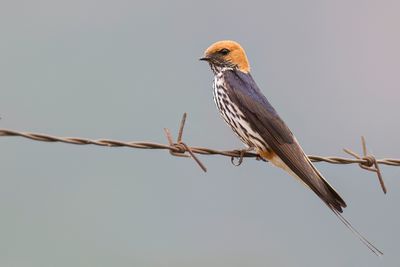 Lesser Striped Swallow - Savannezwaluw - Hirondelle strie
