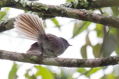 White-tailed Crested Flycatcher - Bergkuifmonarch - Elminie  queue frange