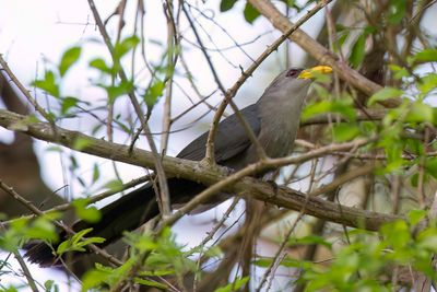 Green Malkoha - Groene Geelsnavelmalkoha - Malcoha austral