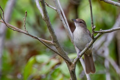 Terrestrial Brownbul - Kaapse Loofbuulbuul - Bulbul jaboteur