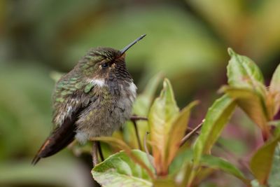 Volcano Hummingbird - Vulkaankolibrie - Colibri flammule (m)