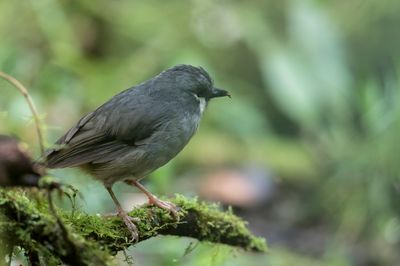 Ashy Robin - Harlekijnstruikvliegenvanger - Miro cendré