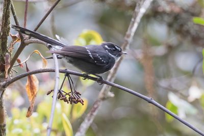 Friendly Fantail - Grijsbuikwaaierstaart - Rhipidure familier