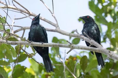 Metallic Starling - Violette Purperspreeuw - Stourne luisant