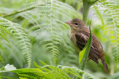 Village Weaver - Grote Textorwever - Tisserin gendarme