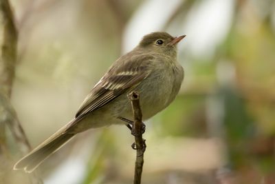 Mountain Elaenia - Bergelenia - Élénie montagnarde