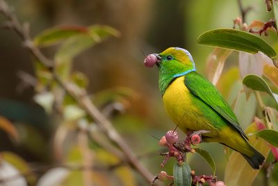 Golden-browed Chlorophonia - Goudbrauworganist - Organiste à sourcils jaunes