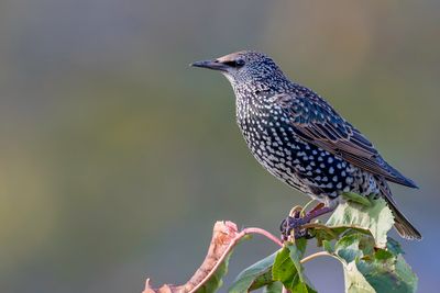 Common Starling - Spreeuw - tourneau sansonnet