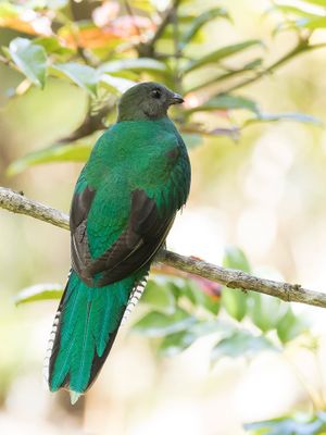 Resplendent Quetzal - Quetzal - Quetzal resplendissant (f)