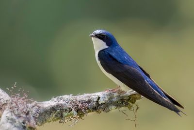 Blue-and-white Swallow - Blauwwitte Zwaluw - Hirondelle bleu et blanc