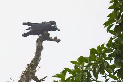 Long-billed Crow - Molukse Kraai - Corneille des Moluques