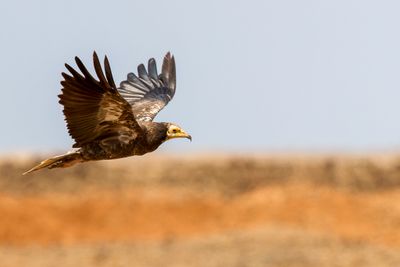Egyptian Vulture - Aasgier - Percnoptre d'gypte (j)