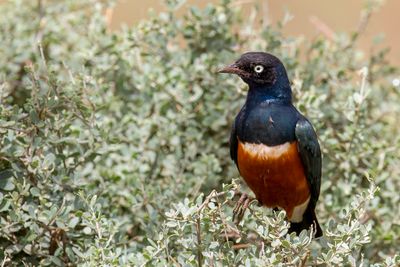 Superb Starling - Driekleurige Glansspreeuw - Choucador superbe
