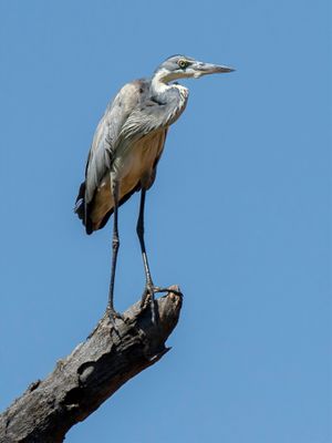 Black-headed Heron - Zwartkopreiger - Hron mlanocphale