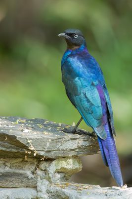 Rppell's Starling -  Blauwe Langstaartglansspreeuw - Choucador de Rppell