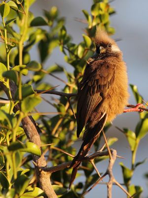 Speckled Mousebird. - Bruine Muisvogel - Coliou ray