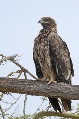 Tawny Eagle - Savannearend - Aigle ravisseur