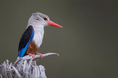 Grey-headed Kingfisher - Grijskopijsvogel - Martin-chasseur  tte grise