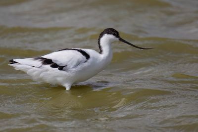 Pied Avocet - Kluut - Avocette élégante