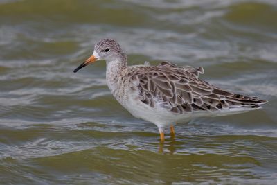 Ruff - Kemphaan - Combattant varié