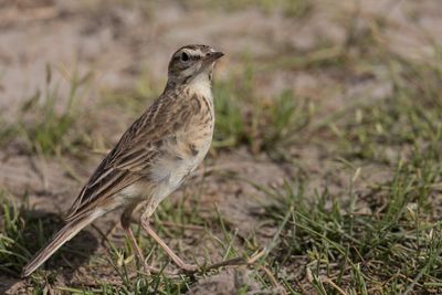 African Pipit - Kaneelpieper - Pipit africain