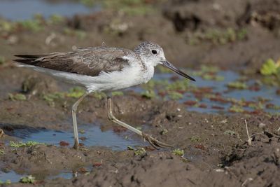 Common Greenshank - Groenpootruiter - Chevalier aboyeur