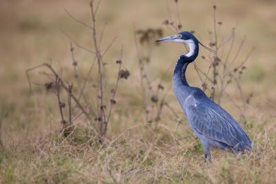 Black-headed Heron - Zwartkopreiger - Héron mélanocéphale