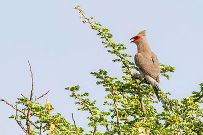 Red-faced Mousebird - Roodwangmuisvogel - Coliou quiriva