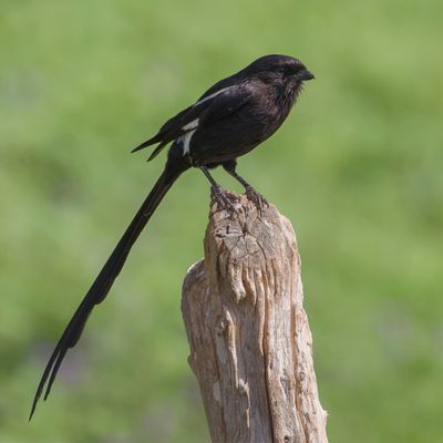 Magpie Shrike - Eksterklauwier - Corvinelle noir et blanc