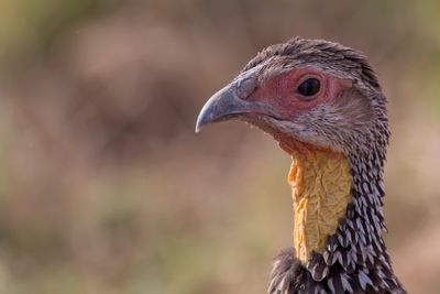 Yellow-necked Spurfowl - Geelkeelfrankolijn - Francolin à cou jaune