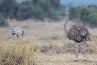 Common Ostrich - Struisvogel - Autruche d'Afrique (f)