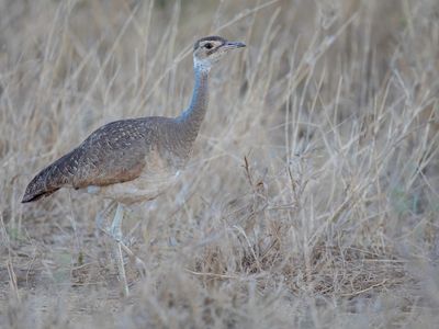 White-bellied Bustard - Senegaltrap - Outarde du Sngal (f)