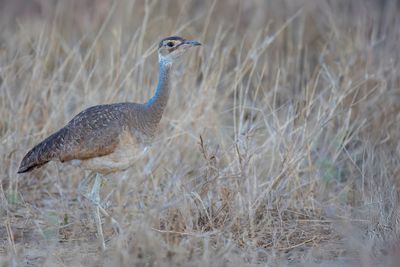 White-bellied Bustard - Senegaltrap - Outarde du Sénégal (f)
