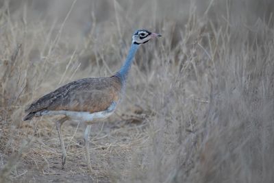 White-bellied Bustard - Senegaltrap - Outarde du Sénégal (m)