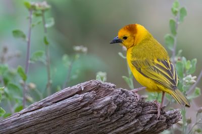 Taveta Weaver - Taveta-wever - Tisserin de Taveta (m)