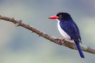 White-rumped Kingfisher - Blauw-witte IJsvogel - Martin-chasseur tincelant