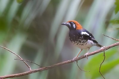 Chestnut-capped Thrush - Kastanjekoplijster - Grive de Kuhl