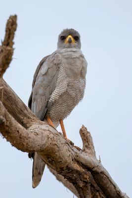 Eastern Chanting Goshawk - Bleke Zanghavik - Autour à ailes grises